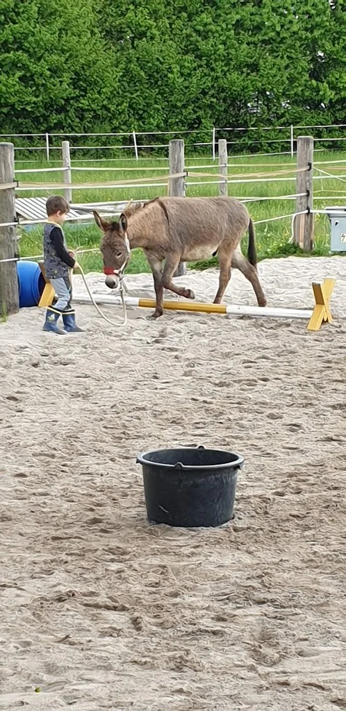 Apollon - Führen Erleben Reiten - Foto 1