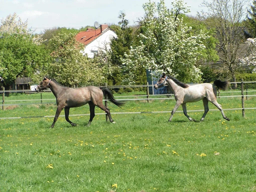 Pferdepension Köppen, ehem. Landgut Steeg - Foto 1