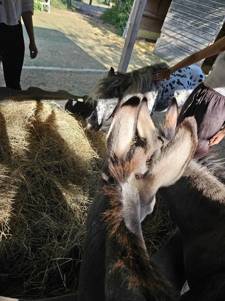 Horseland Ranch - Foto 1