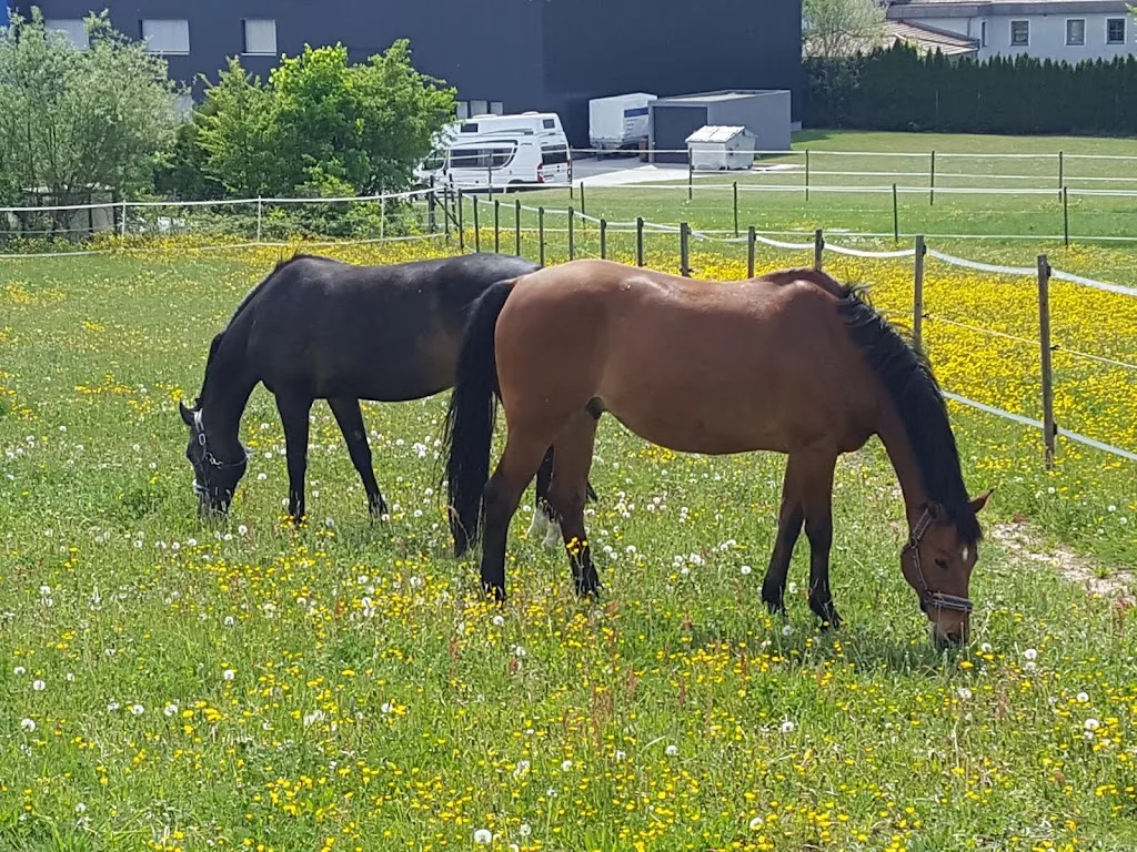 Bewegungsstall Kolb - photo 2