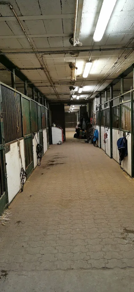 Erftpony - Foto 2