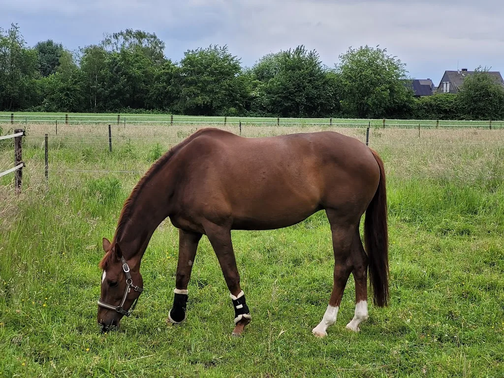 Reitstall van Balsfort - Foto 3