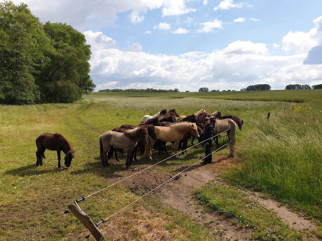 Islandpferde Von Der Waydbrink - photo 1
