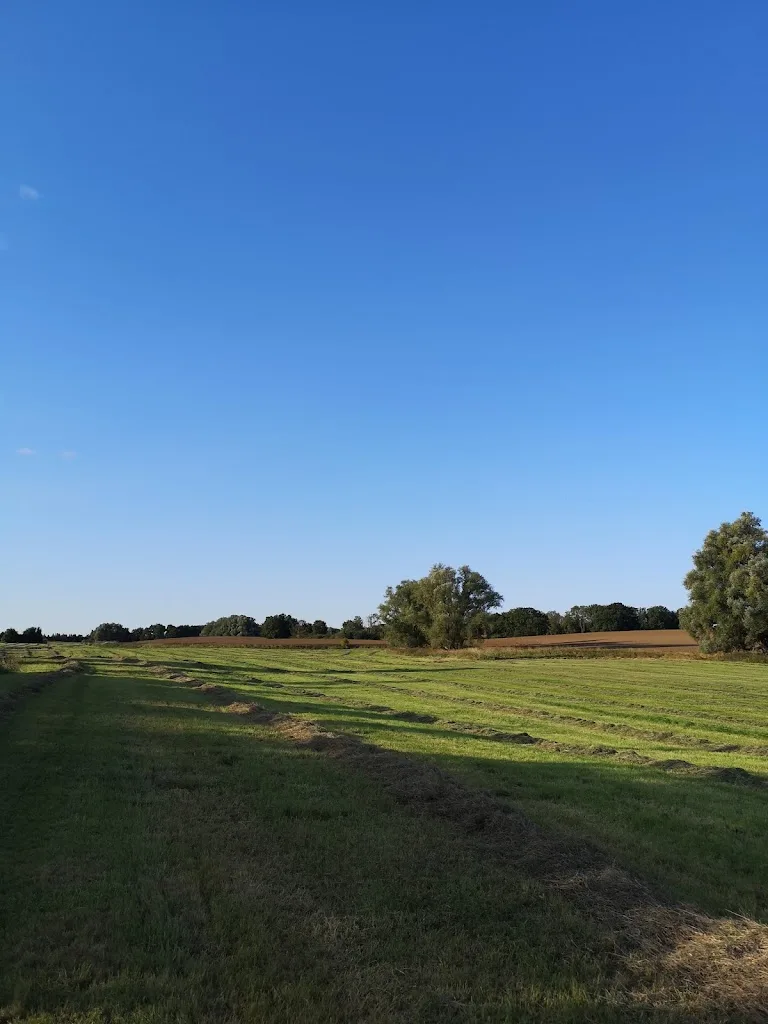 Islandpferde Von Der Waydbrink - photo 2