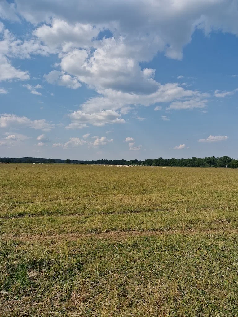 Landwirtschaftsbetrieb u. Pferdepension Weiherhof - Foto 1