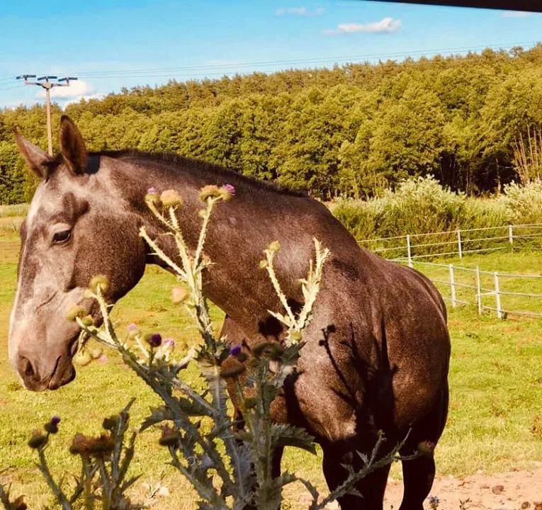 Repente, Ferienanlage, Reitschule, Tiergesundheitszentrum - Foto 2