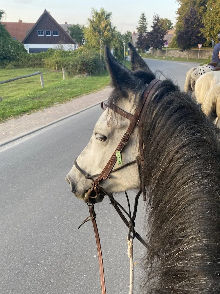 Knabstrupper Ranch - Foto 1