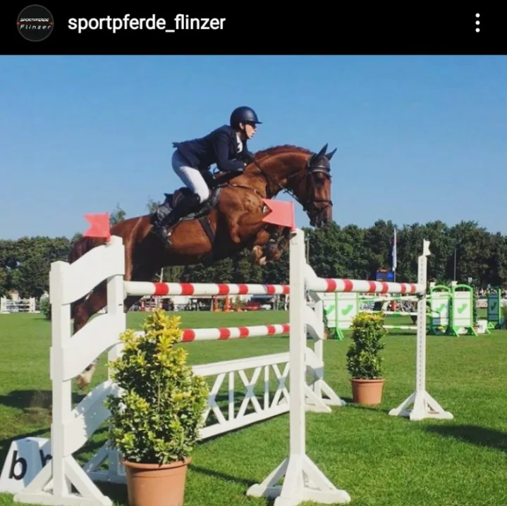 Sportpferde-Flinzer - Foto 1