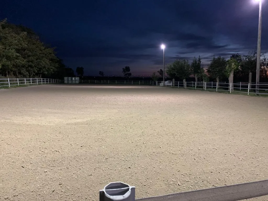 Sportpferde-Flinzer - Foto 2