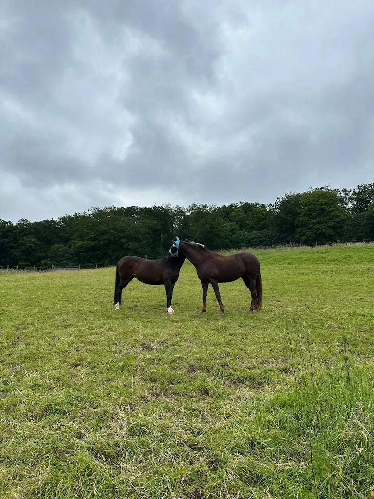 Reitstall Christel Weyermann - Foto 2