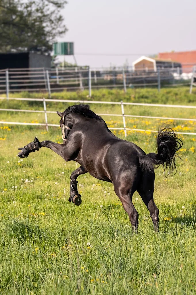 Reitanlage Benndorf - photo 1