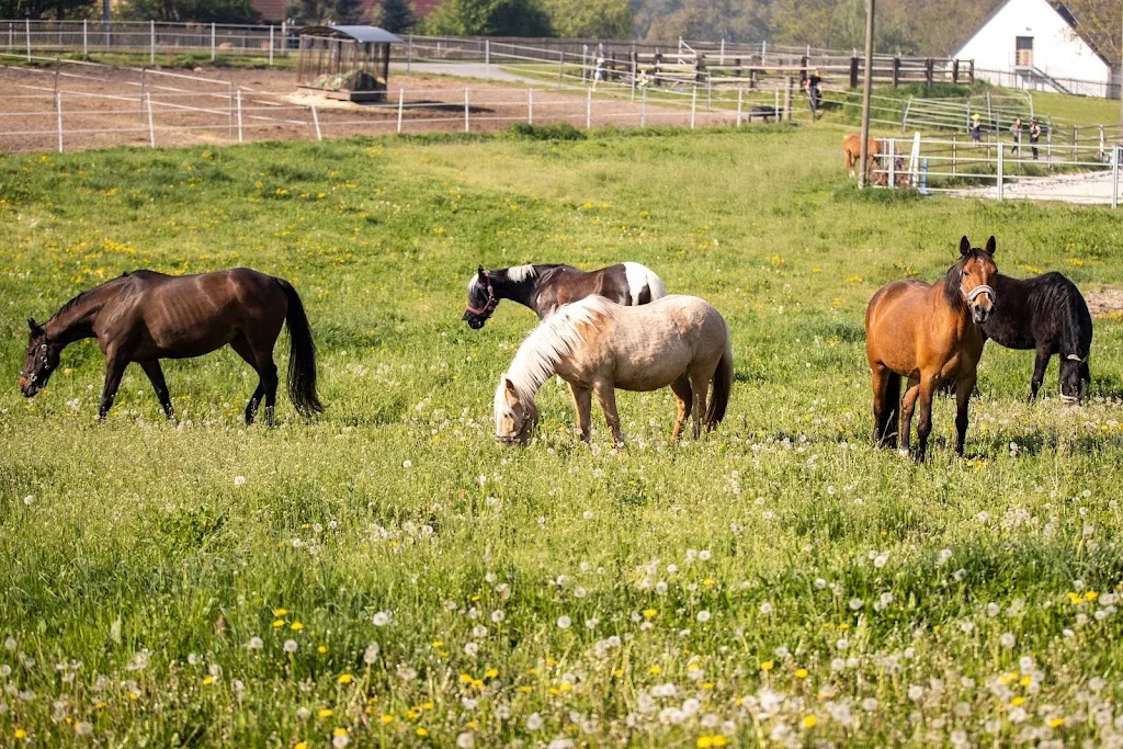 Reitanlage Benndorf - photo 2