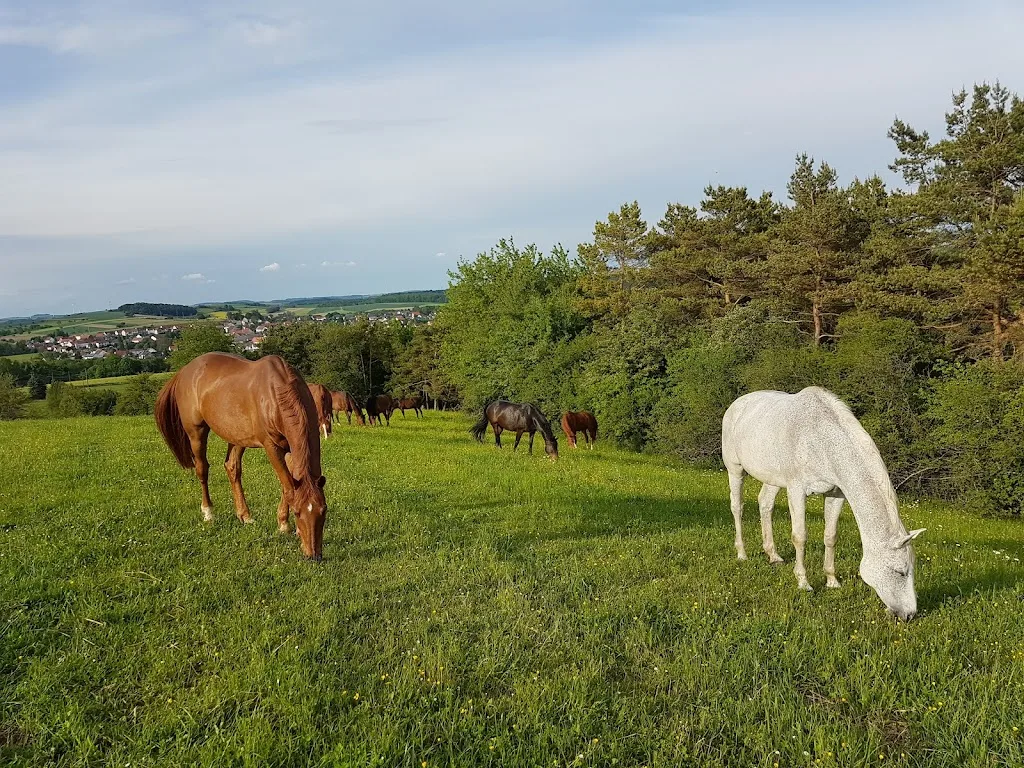 Gestüt Wiesenhof - photo 1