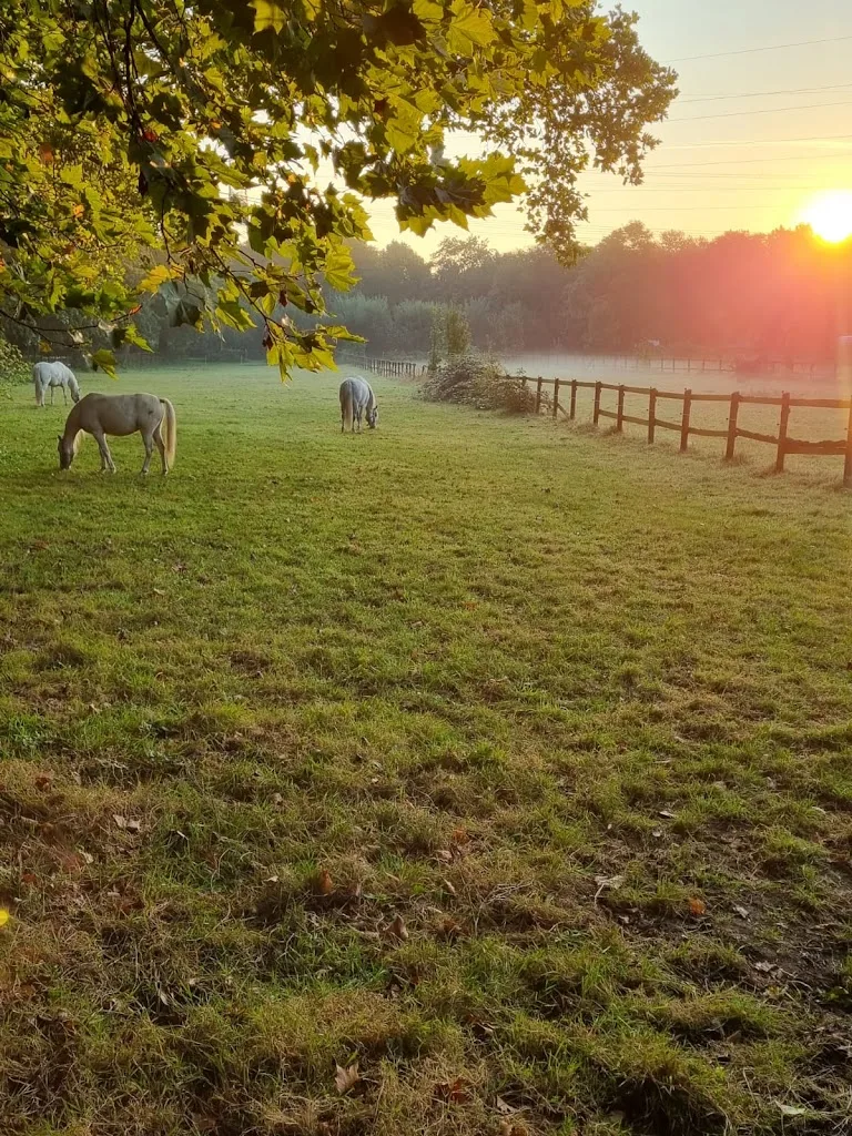 Reitpark Gut Nienhausen GmbH - Foto 1