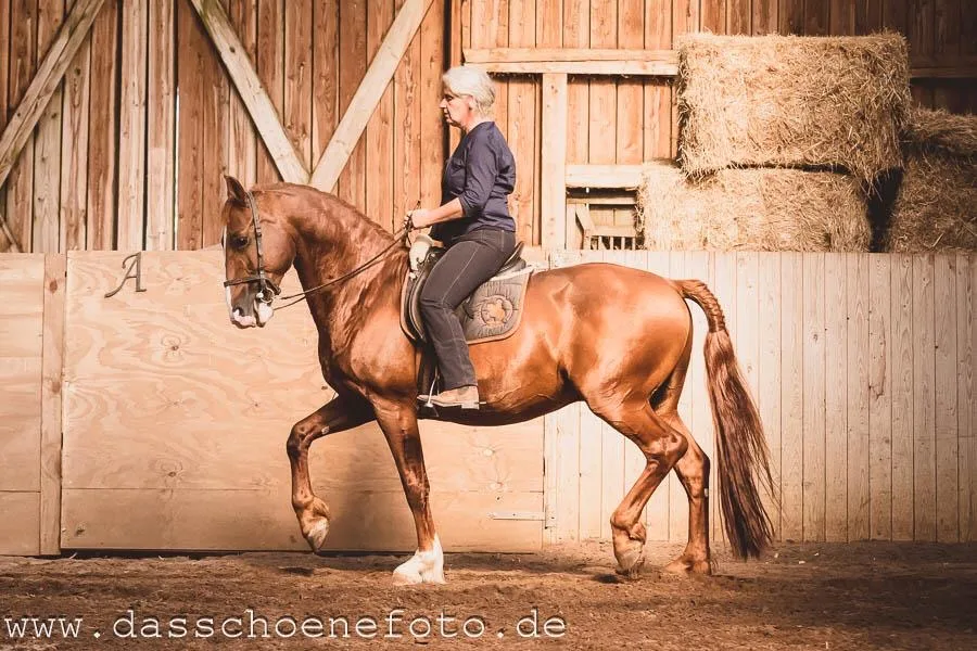 Dream Horse Ranch - photo 1