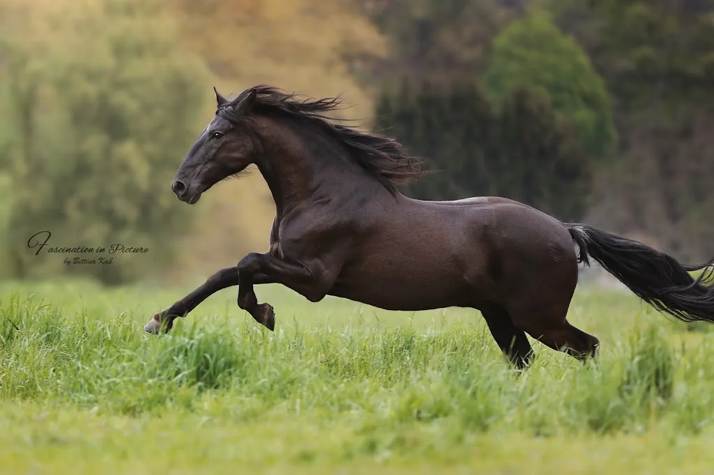 Aileen Seifert- Art of Dressage - photo 2