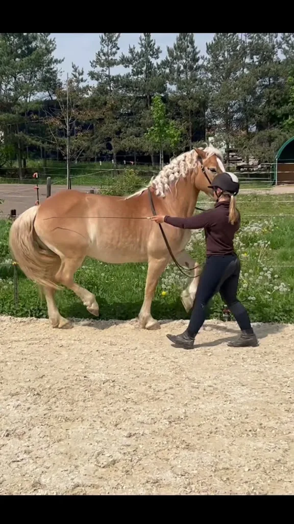 Aileen Seifert- Art of Dressage - photo 3