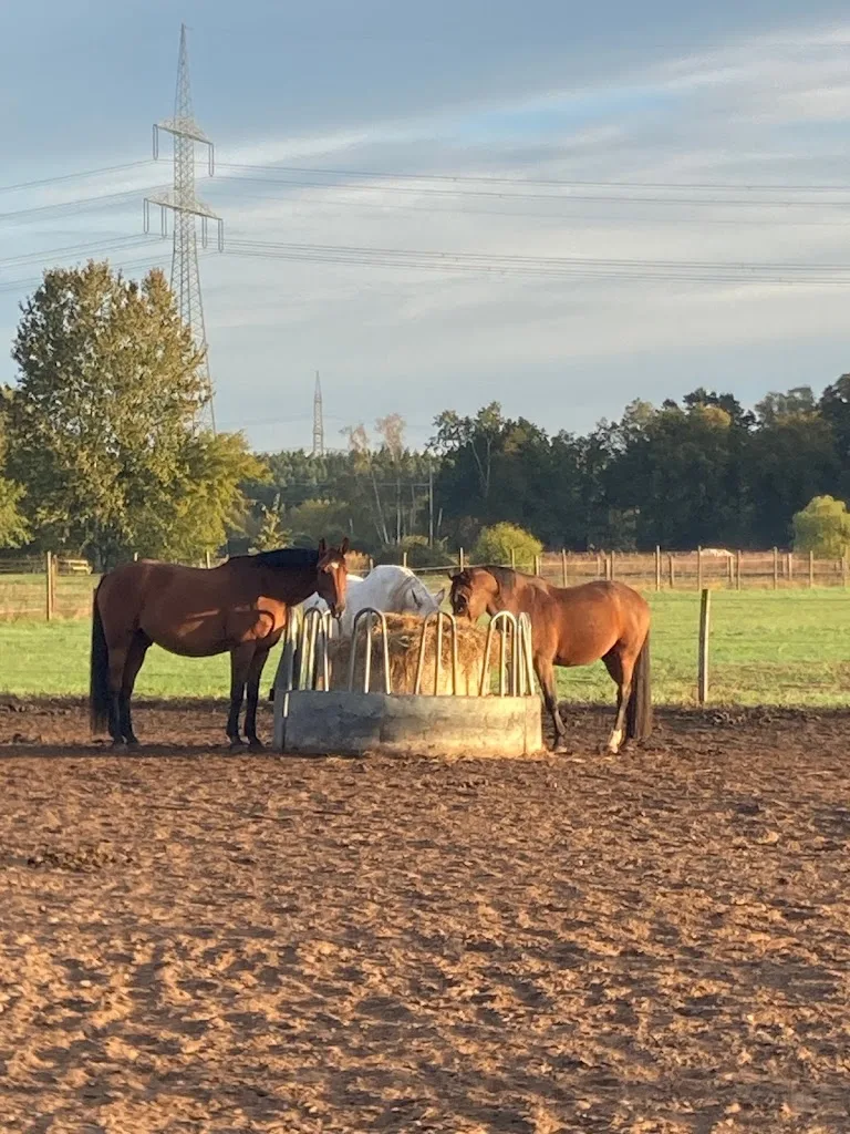 Gatz Ranch - Freizeit- und Westernstall im Teufelsbruch - photo 3