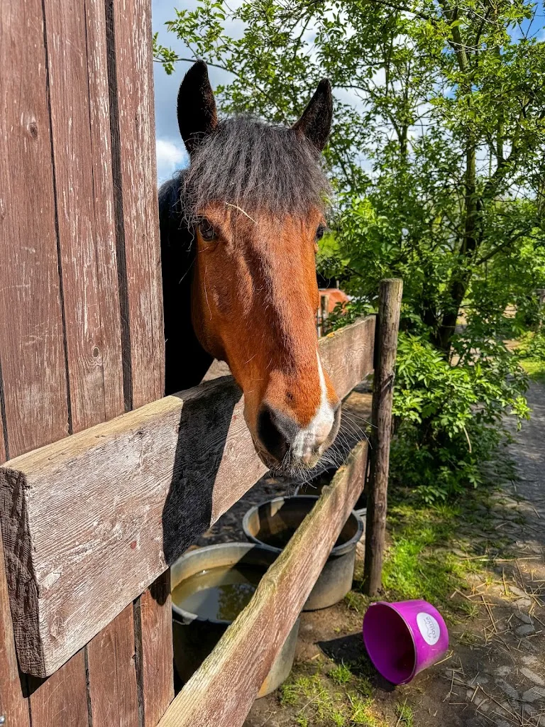 Reitstall Biohof - Foto 2