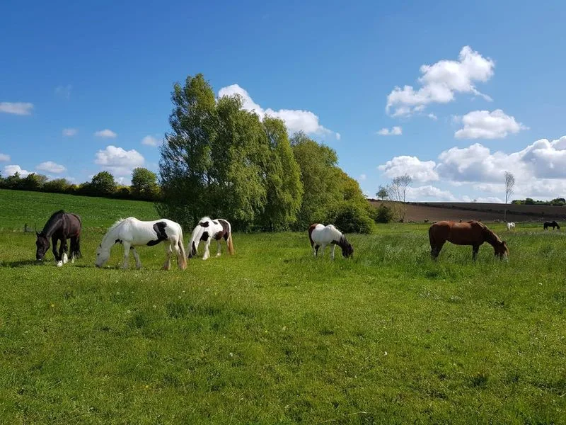 Lillegard/ natürlich Reiten - Naturlernraum und Pferdeschule - photo 3