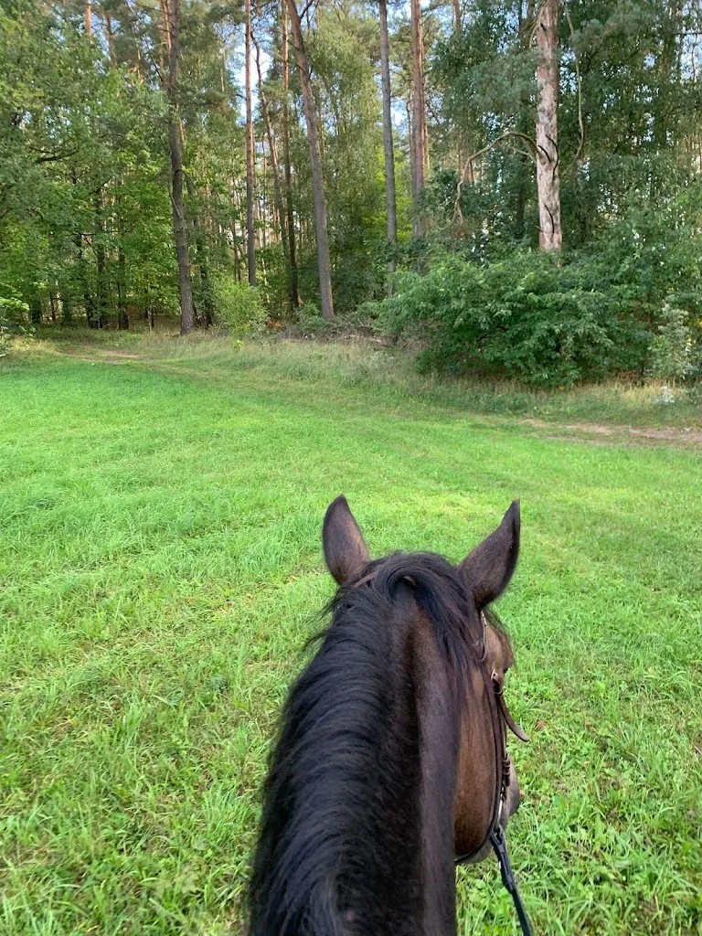 Forest Stable - pferdegestützte Therapie - photo 2