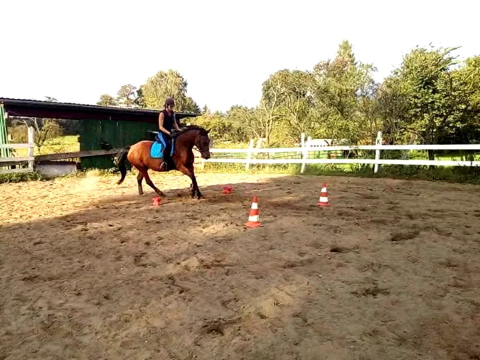 Forest Stable - pferdegestützte Therapie - photo 3