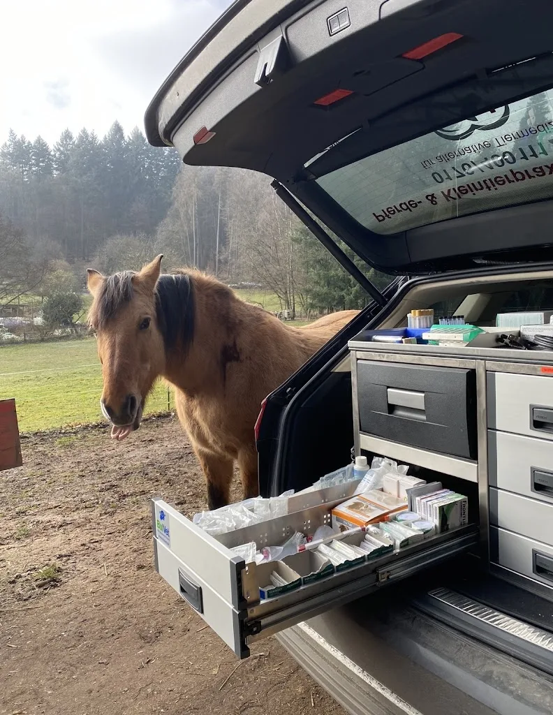 VibraHorse - Pferdethermografie, Pferdemassage, Massagedecken für Pferde Verleih und Verkauf - Foto 1