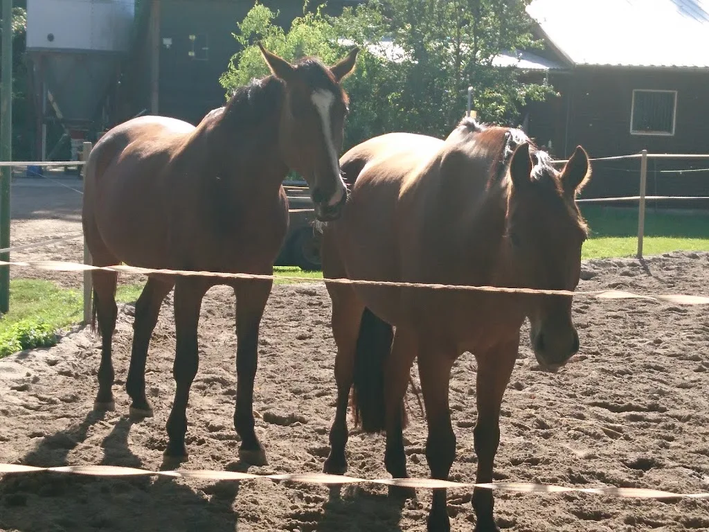 Horse & Friends Pferdepension u. Reitstall - photo 1