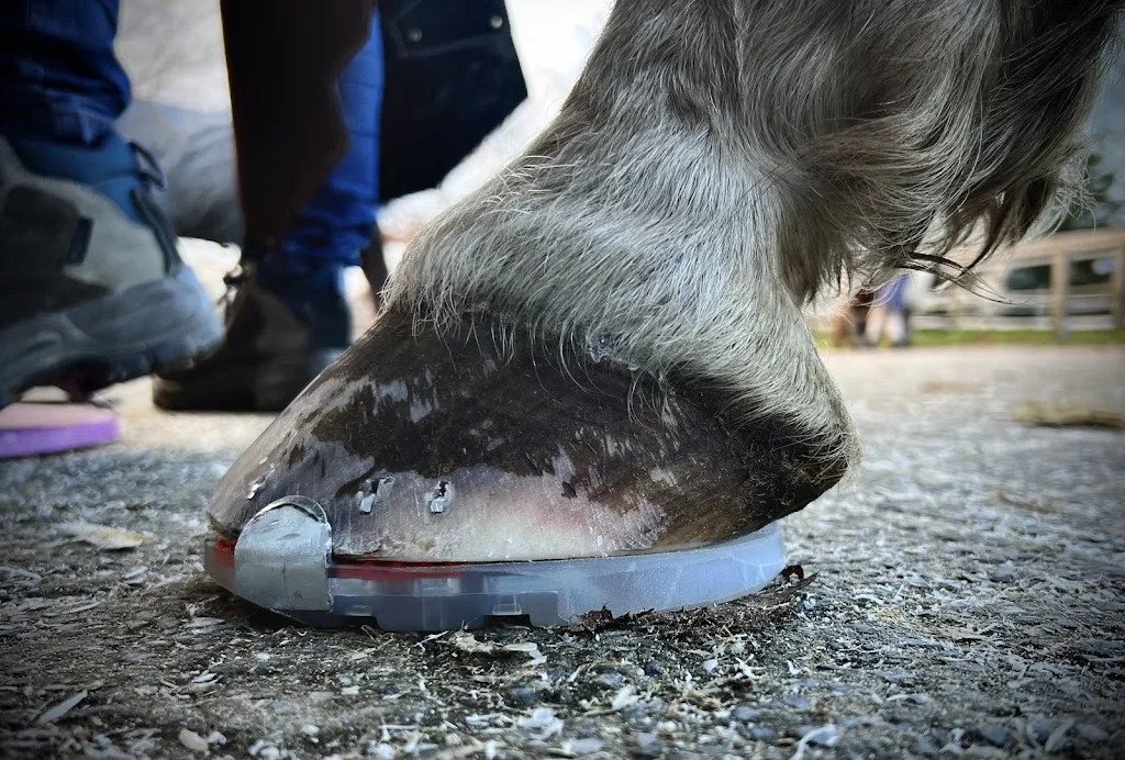 PTh Mittelangeln, Heilpädagogisches Reiten ( Reittherapie ) - Foto 1