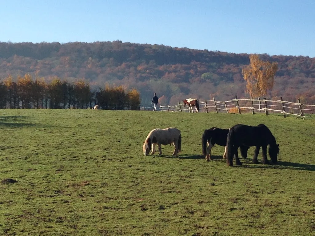 Martinshof - Harste - Foto 2