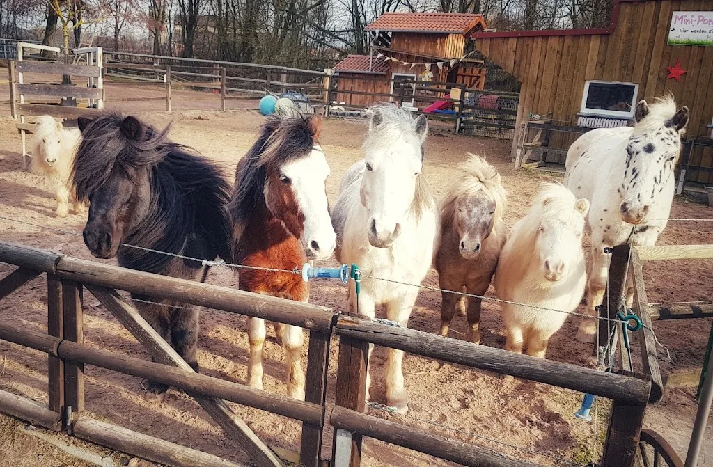 Petra's Pony Ranch - photo 2