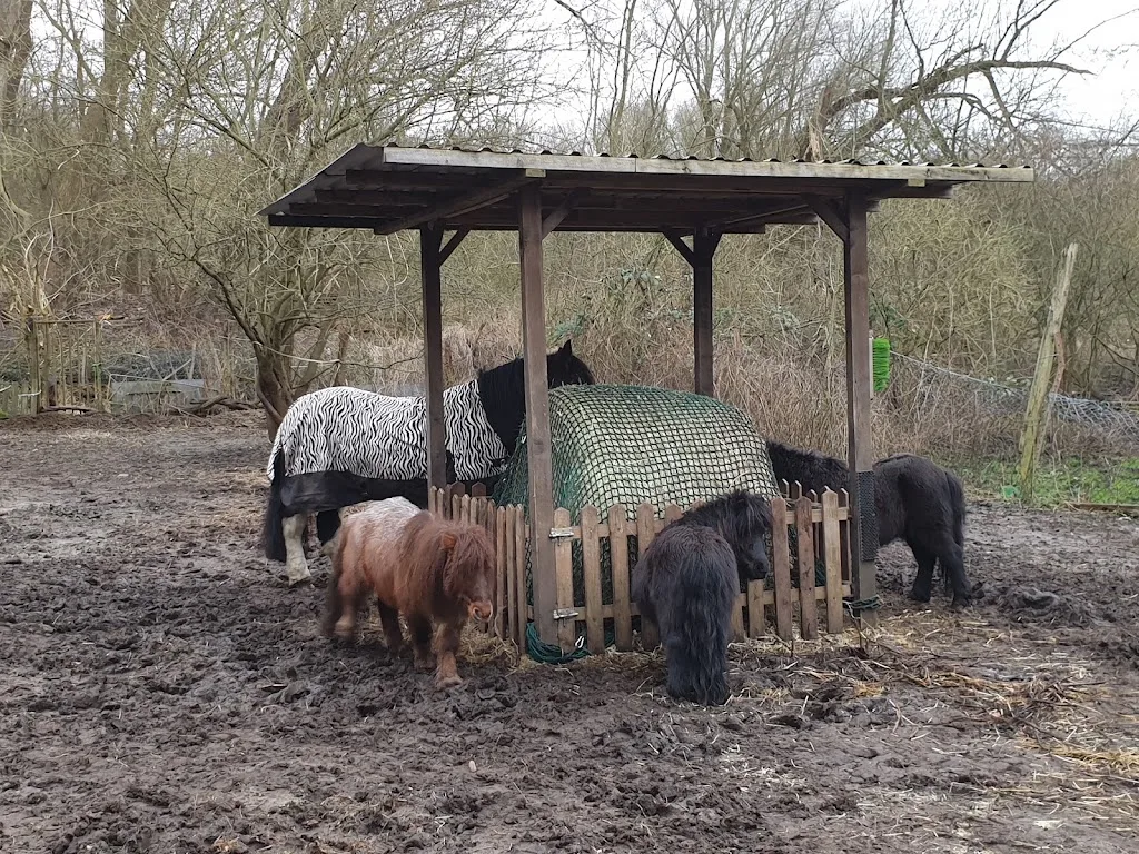 Ponyhof Schlutup - Foto 2