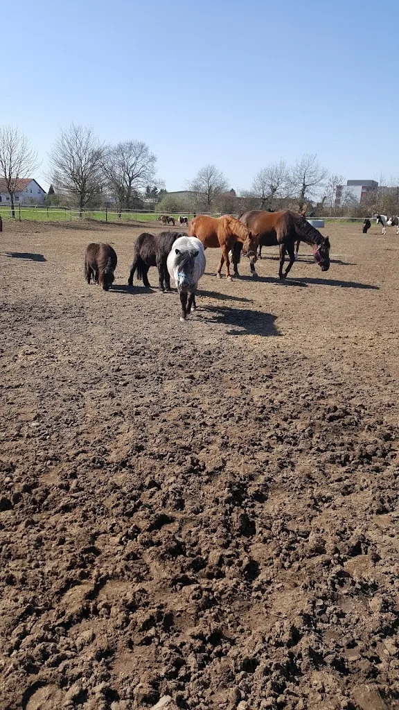 Reitsportanlage Bützler - Foto 2