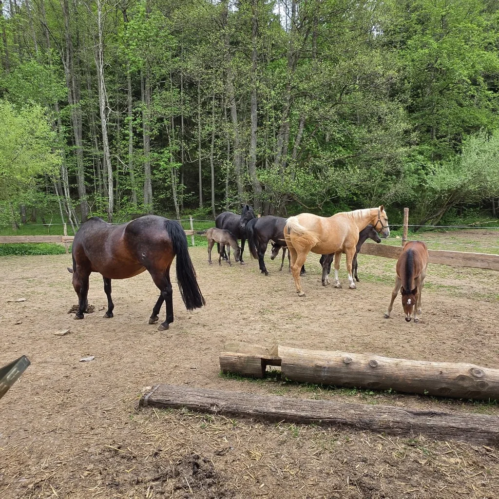 Scheerhof an der Wolfsmühle - Foto 1