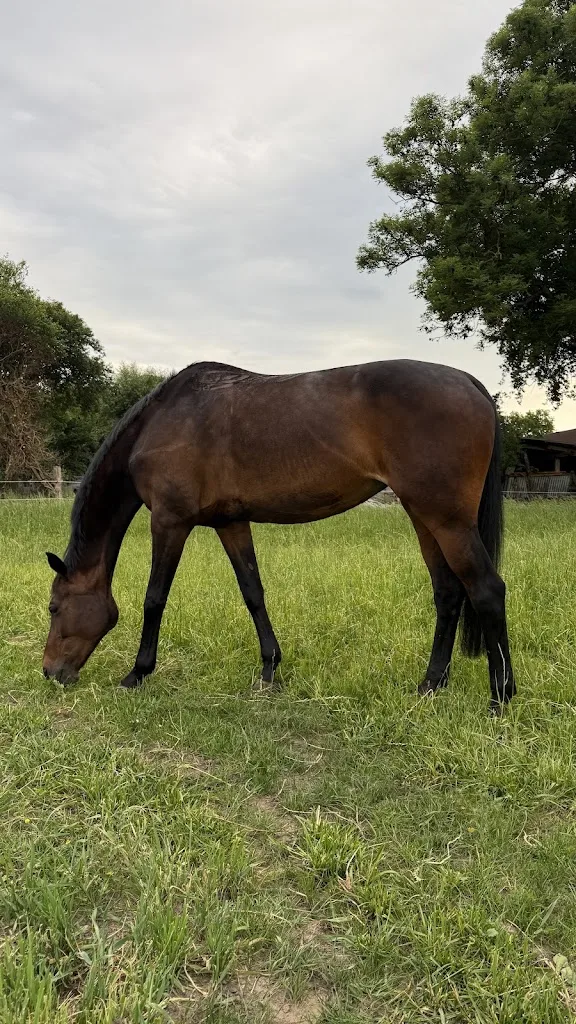 Reitanlage Buchholz - photo 1