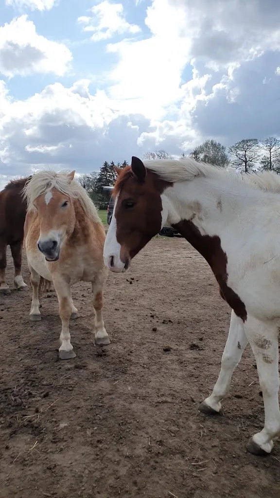 Pferdehof Bork Öko. Landwirtschaftlicher Pferdebetrieb - Foto 1