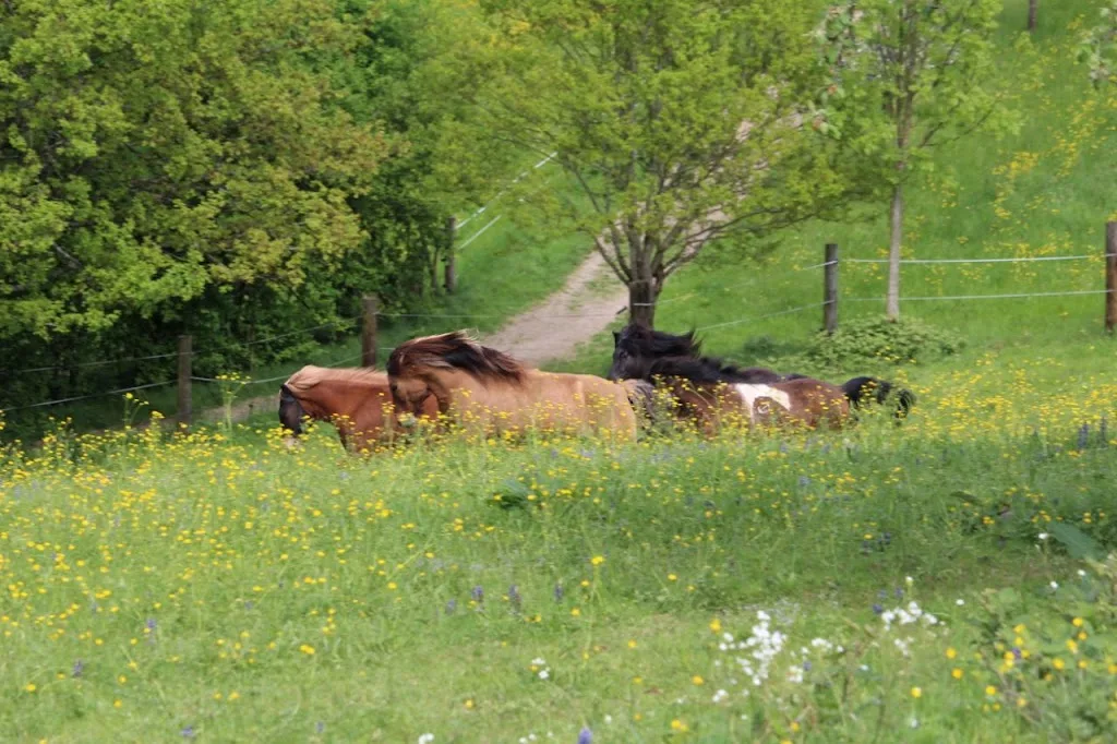 Reithof am Schänzle - photo 2