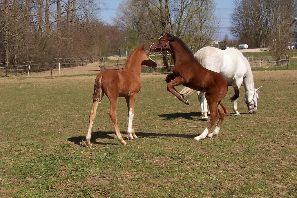 Reitanlage Engelmann - photo 2