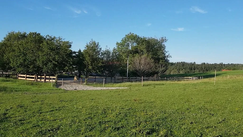 Auf dem Pferdehof Heinzelberg - Foto 3