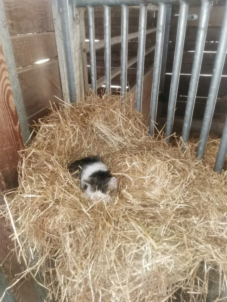 Reitstall Stöckerhof - Foto 1