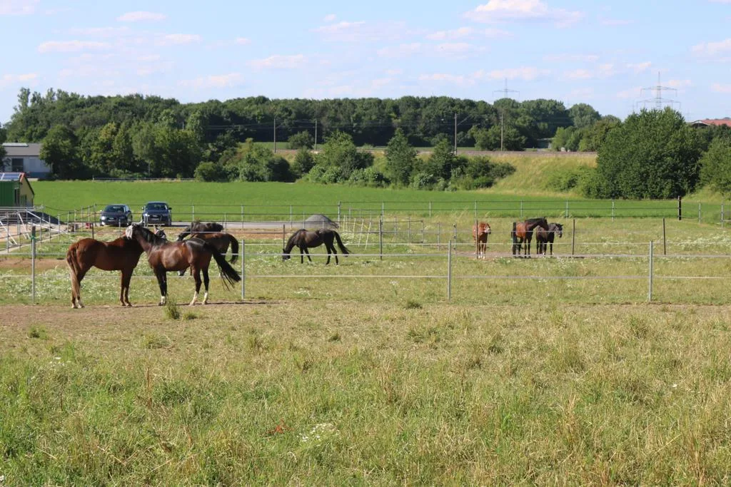 Zucht und Reitstall Lang - photo 3
