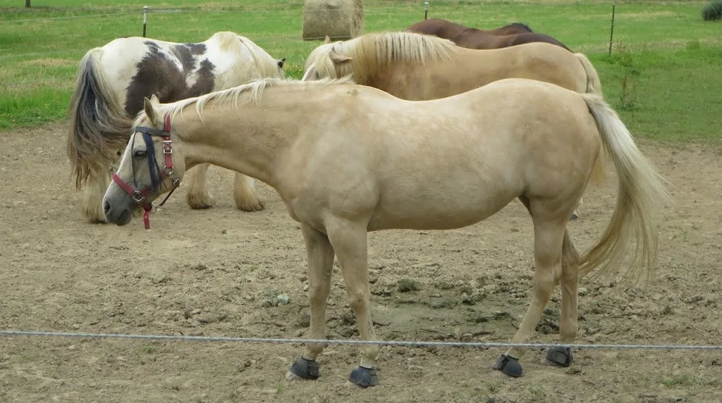 Westernreiten Rösrath - photo 1