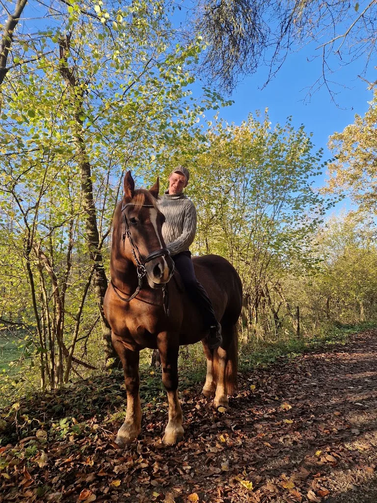 Marvin's Royal Horses - Foto 2