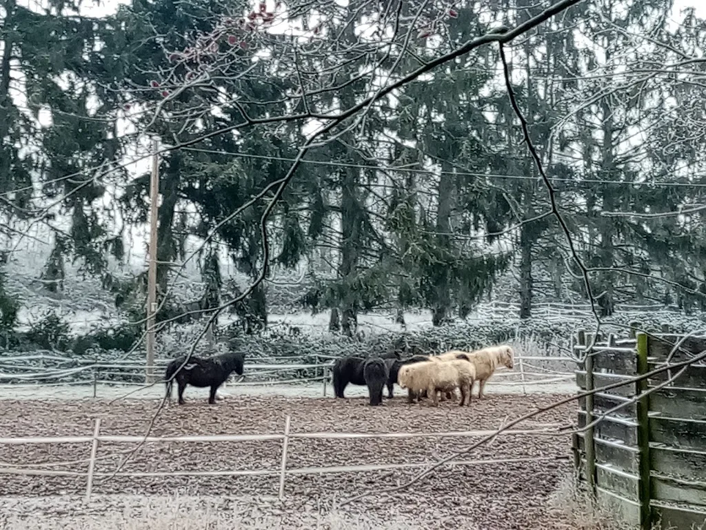 Reiten für die Kleinen - photo 2