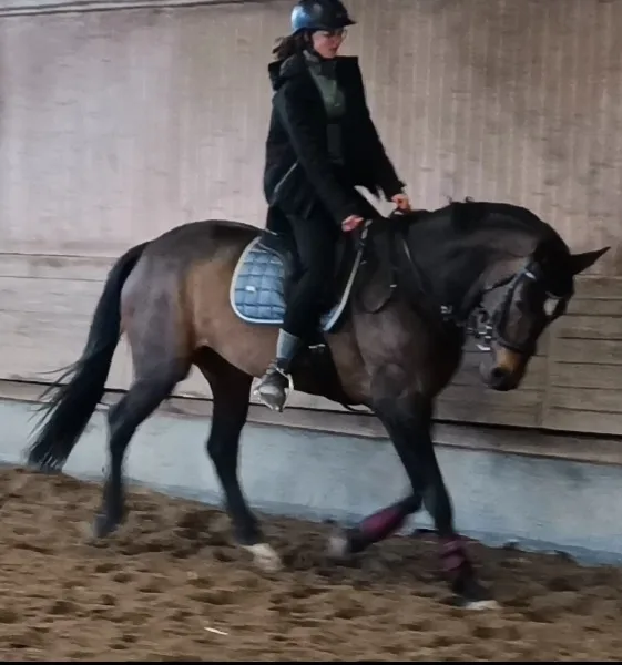 Reitanlage Berghof - Foto 3