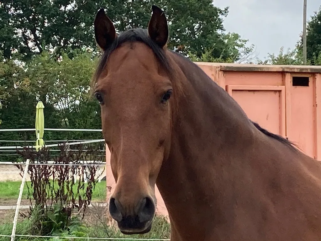 Nadine Menschel Horse & Development - Foto 1