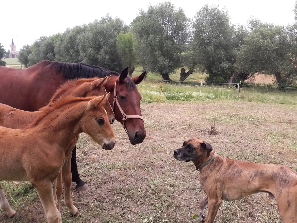 M-Sporthorses - photo 1