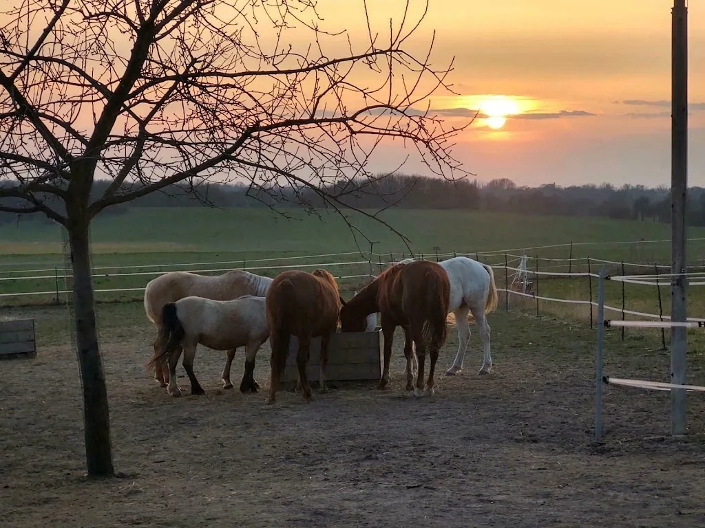 M-Sporthorses - photo 2