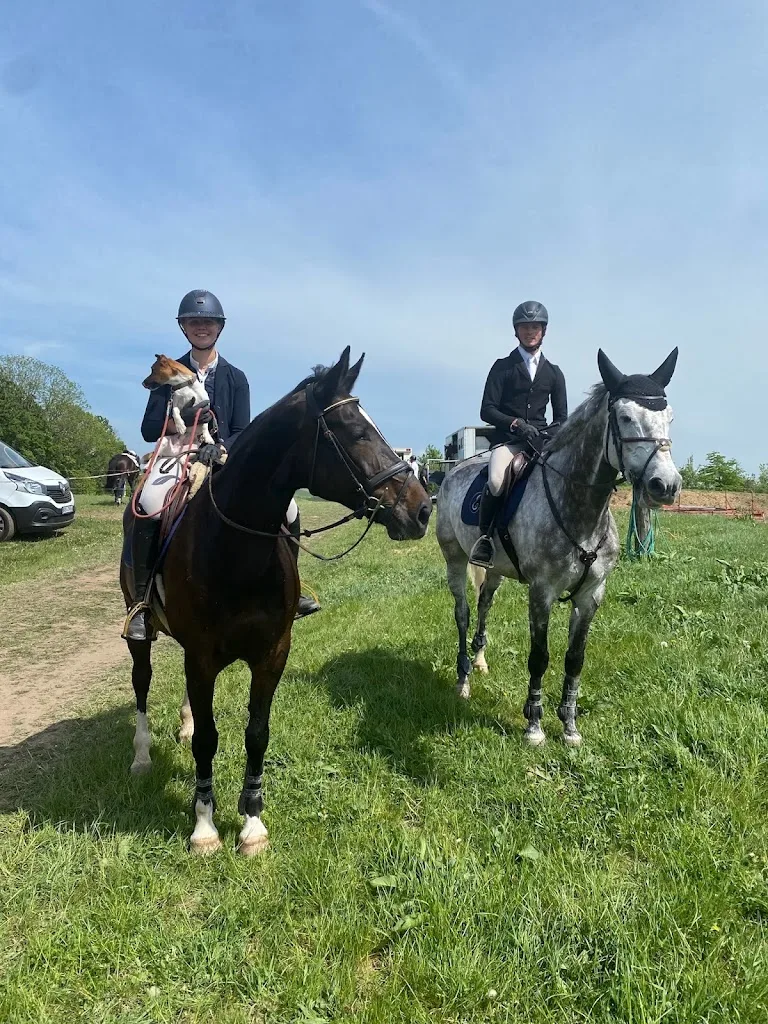M-Sporthorses - photo 3