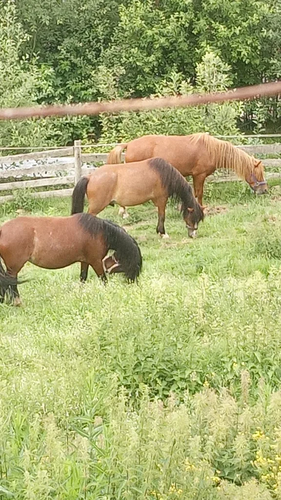 Hardy Ranch-Pferdehaltung mit Herz und Verstand - photo 3
